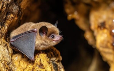 Bats on Butterfield Lake